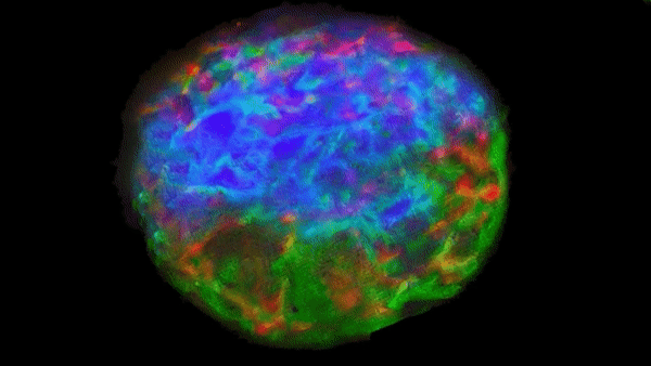 Blog - Cinemagraph' of cells mitosis. LAB BOOCLE AI