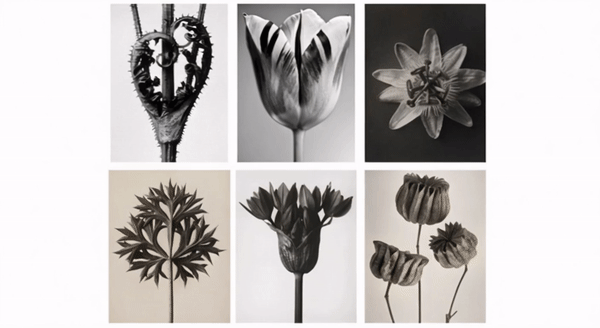 Blog - Boomerang of some flowers who opening and closing. LAB BOOCLE AI